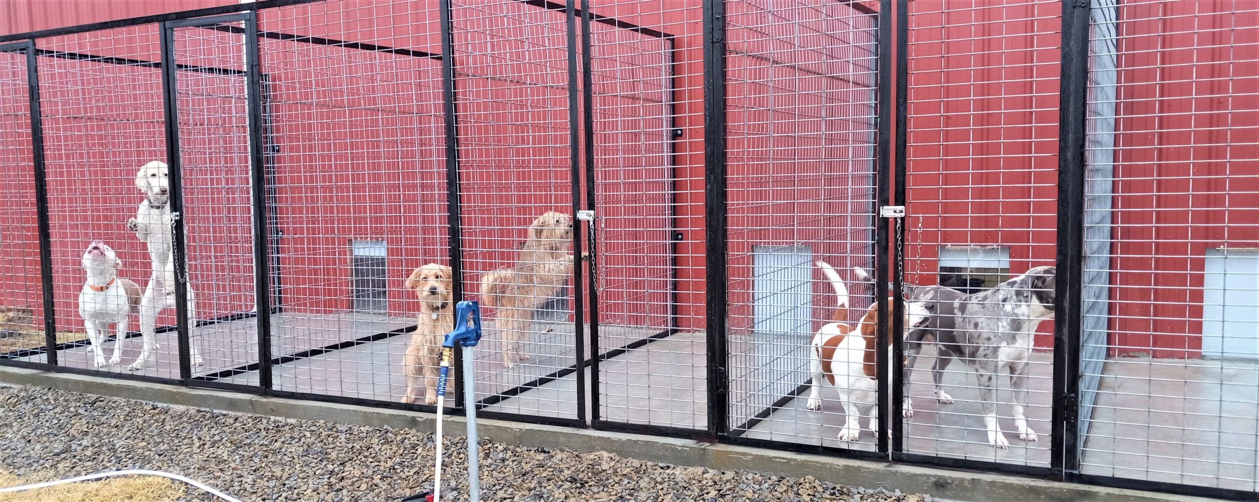 South Forty Kennel Dog Boarding Kennel in Sallisaw, Oklahoma